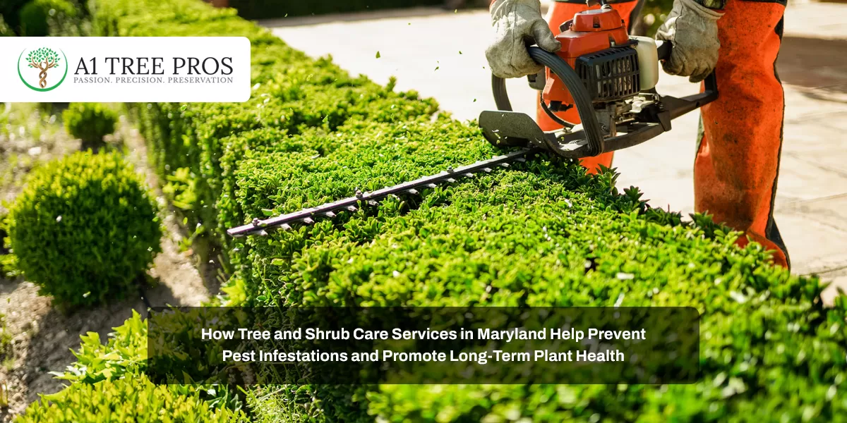 How Tree and Shrub Care Services in Maryland Help Prevent Pest Infestations and Promote Long-Term Plant Health
