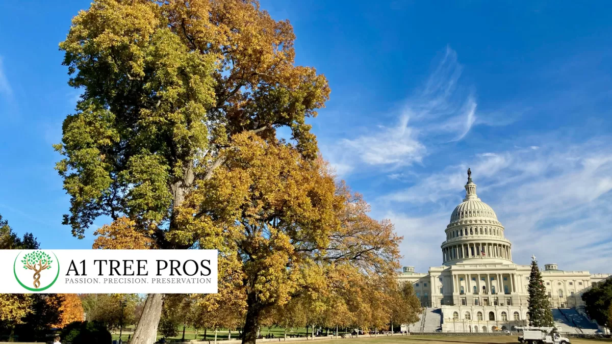 How Seasonal Stress on Trees and Shrubs Quietly Impact the DC Suburbs 