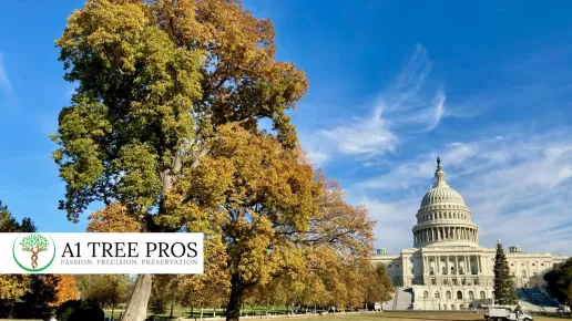 How Seasonal Stress on Trees and Shrubs Quietly Impact the DC Suburbs 