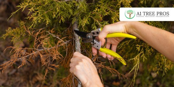 Can a Sick Tree Be Saved? What Homeowners Should Know