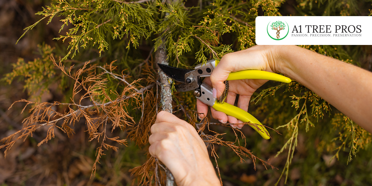 Can a Sick Tree Be Saved? What Homeowners Should Know