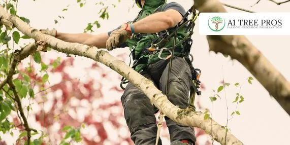 Dangerous Tree Signs