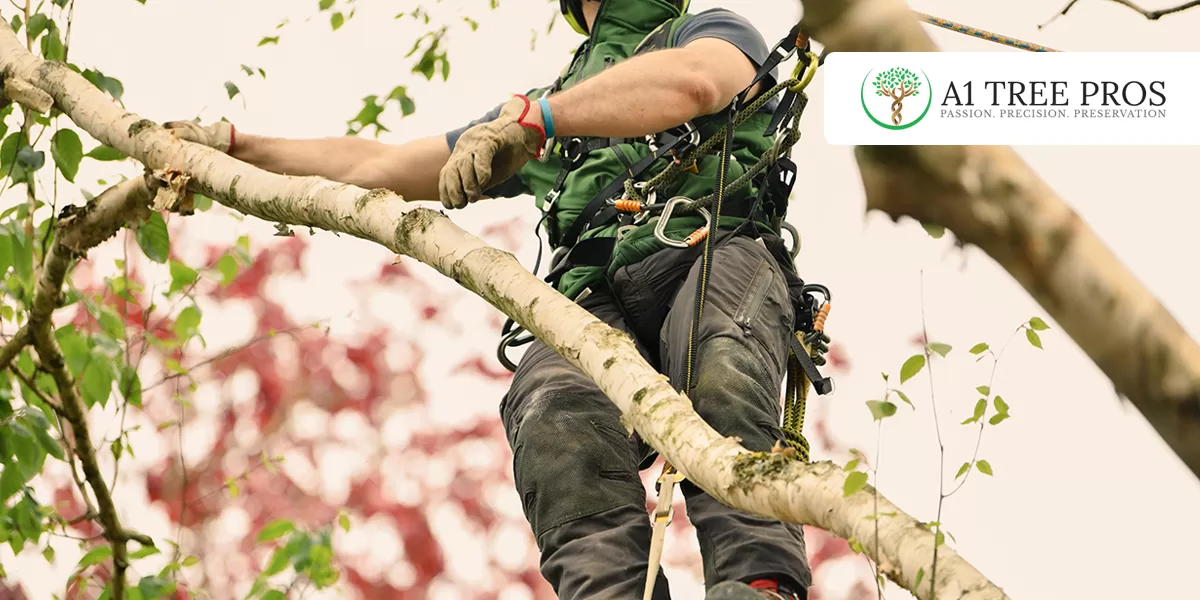 Dangerous Tree Signs