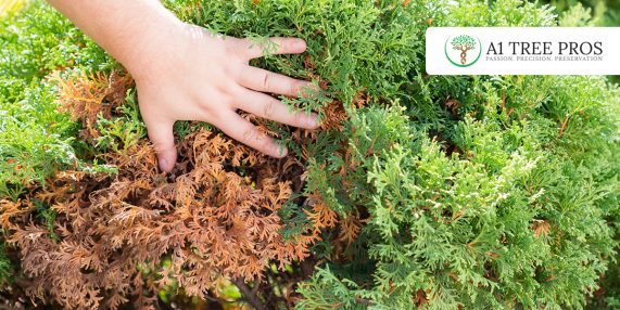 Early Warning Signs of Tree Stress Symptoms