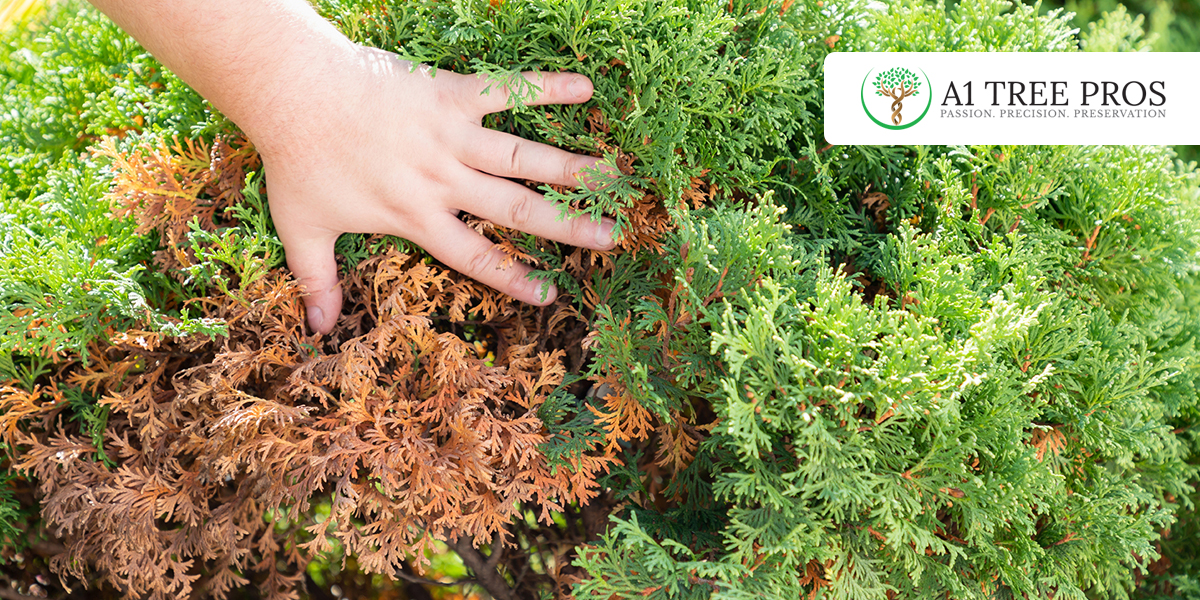 Early Warning Signs of Tree Stress Symptoms