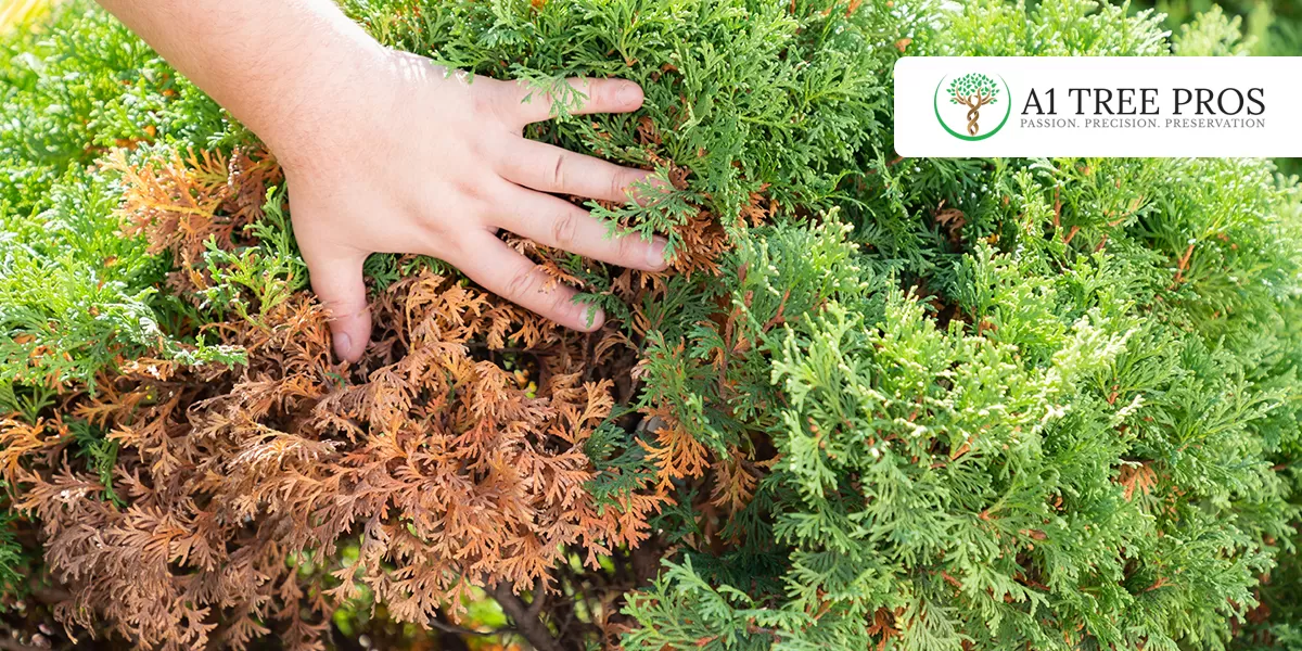 Early Warning Signs of Tree Stress Symptoms