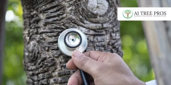 Getting a Tree Inspection Before Buying a Home