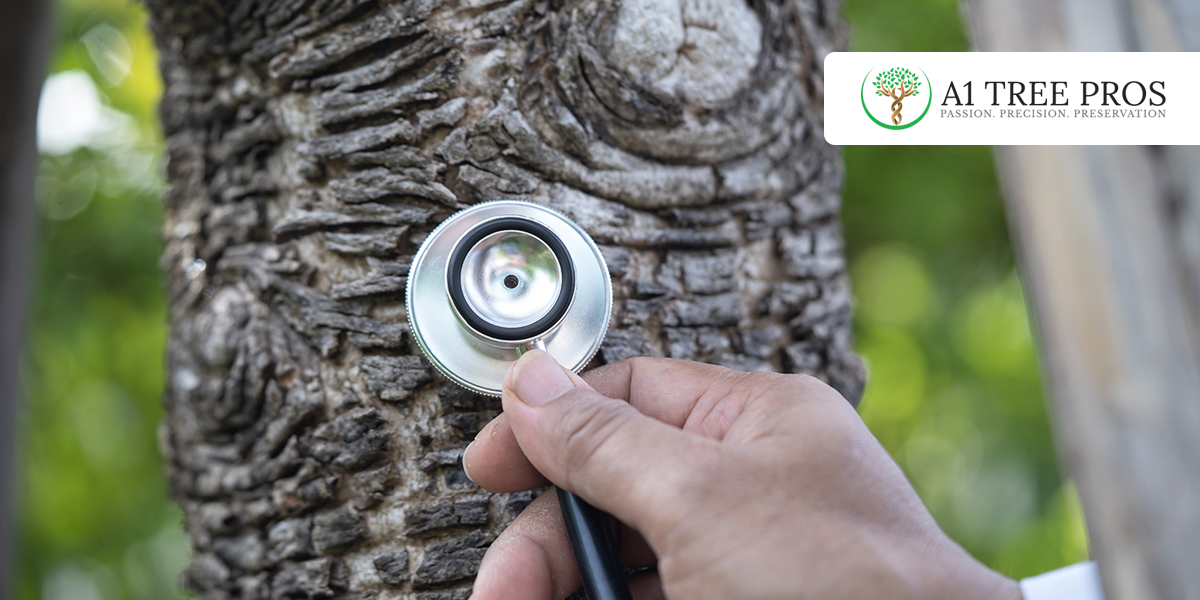 Getting a Tree Inspection Before Buying a Home
