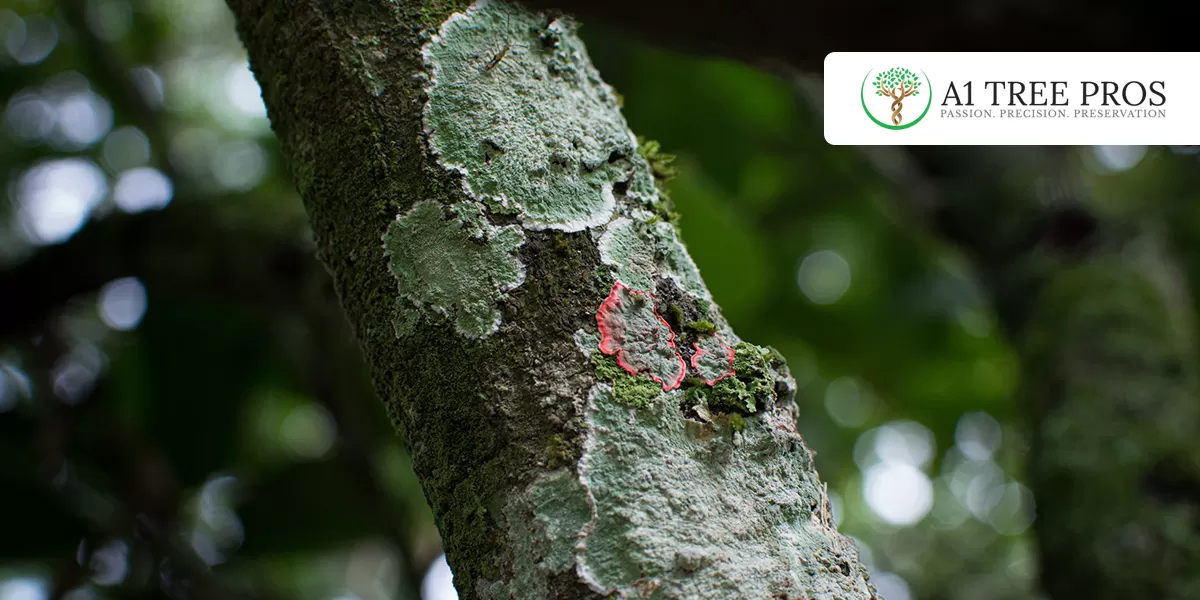 Signs of a Sick Tree Homeowners Shouldn’t Ignore