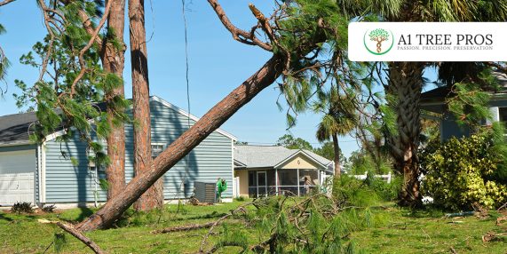 Why Trees Decline Slowly — And Then Fail Suddenly