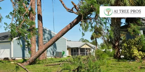 Why Trees Decline Slowly — And Then Fail Suddenly