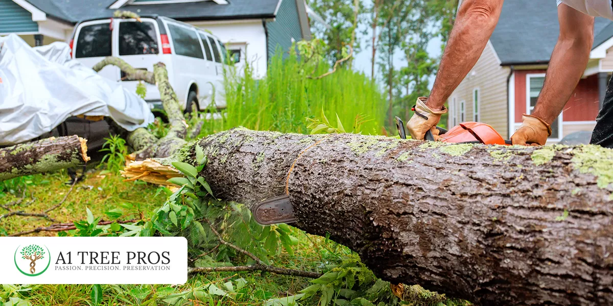Why Large Tree Removal Costs More and Why You Should Hire a Professional