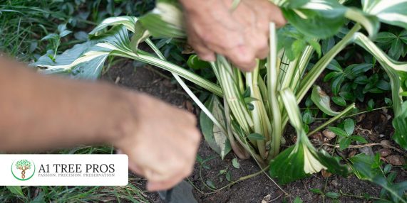 Root Zone Stress in Trees and Shrubs