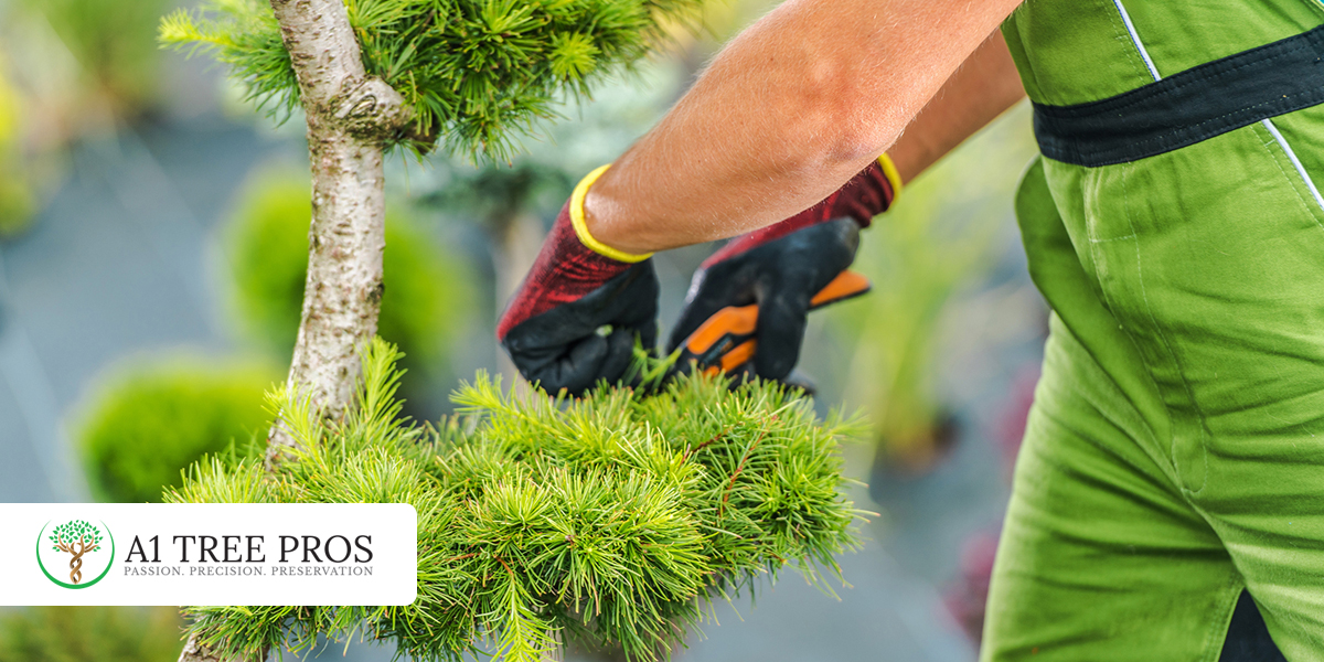 How Drought Stress in Trees and Shrubs is Preventable