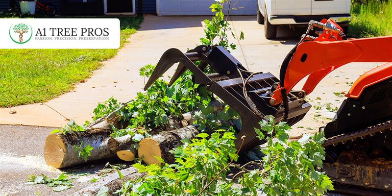 How Much Does It Cost to Remove Tree Roots from Your Yard or Driveway?