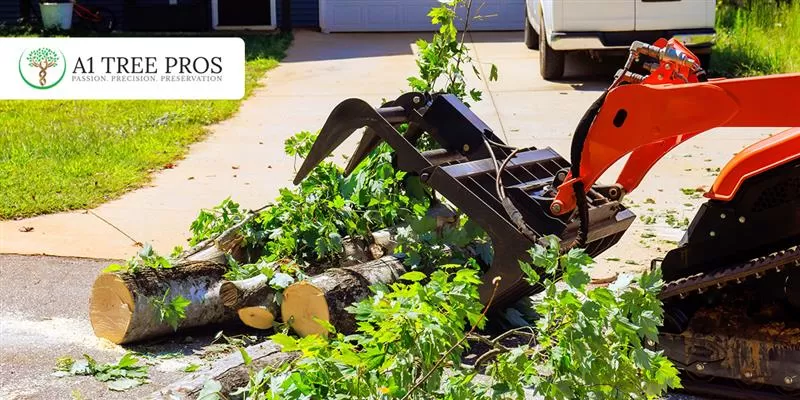 Tree Root Removal Costs