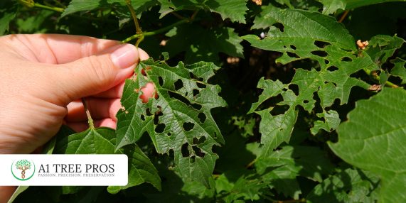 Root Zone Stress in Trees And Why Decline Happens Long Before You Notice