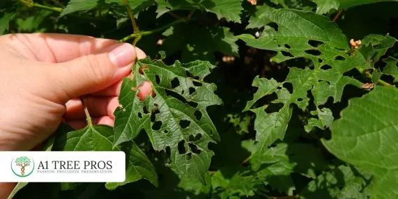 Root Zone Stress in Trees And Why Decline Happens Long Before You Notice
