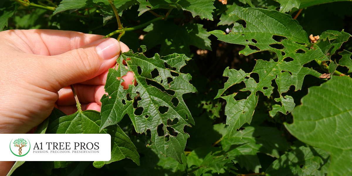 Root Zone Stress in Trees And Why Decline Happens Long Before You Notice