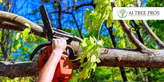 Tree Limb Removal Costs: What Frederick Homeowners Should Really Know