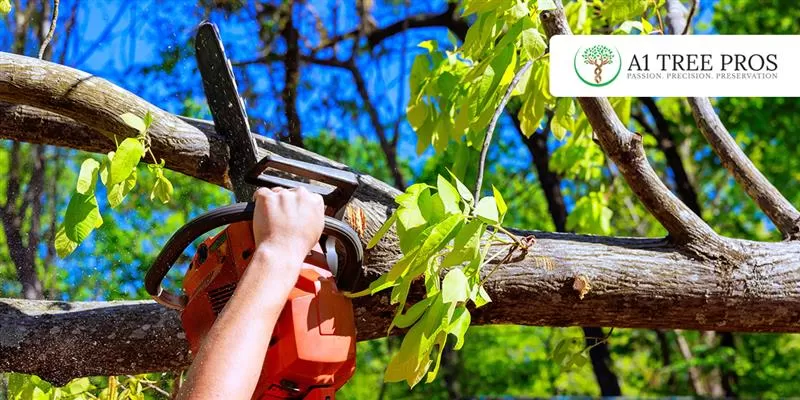 Tree Limb Removal Costs: What Frederick Homeowners Should Really Know