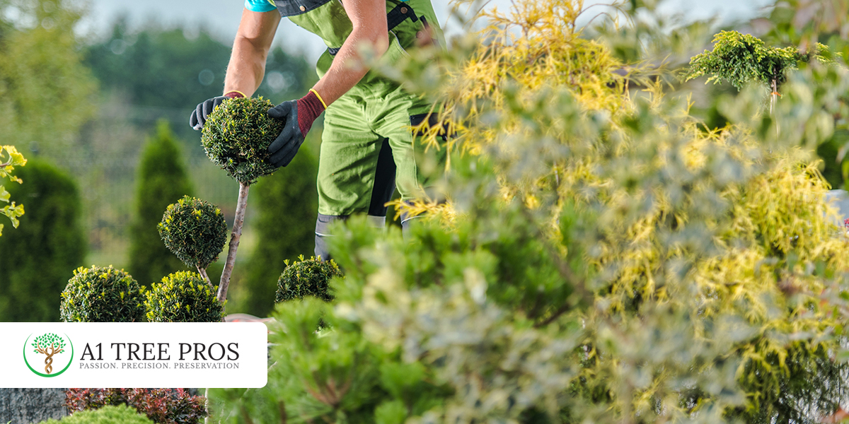 How Seasonal Stress on Trees and Shrubs Quietly Impacts the DC Suburbs 