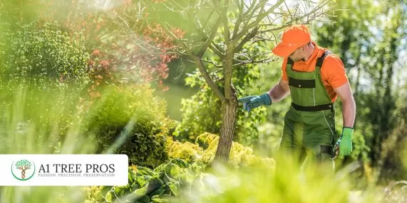 The Hidden Impact of Environmental Stress on Trees and Shrubs in Frederick and Potomac