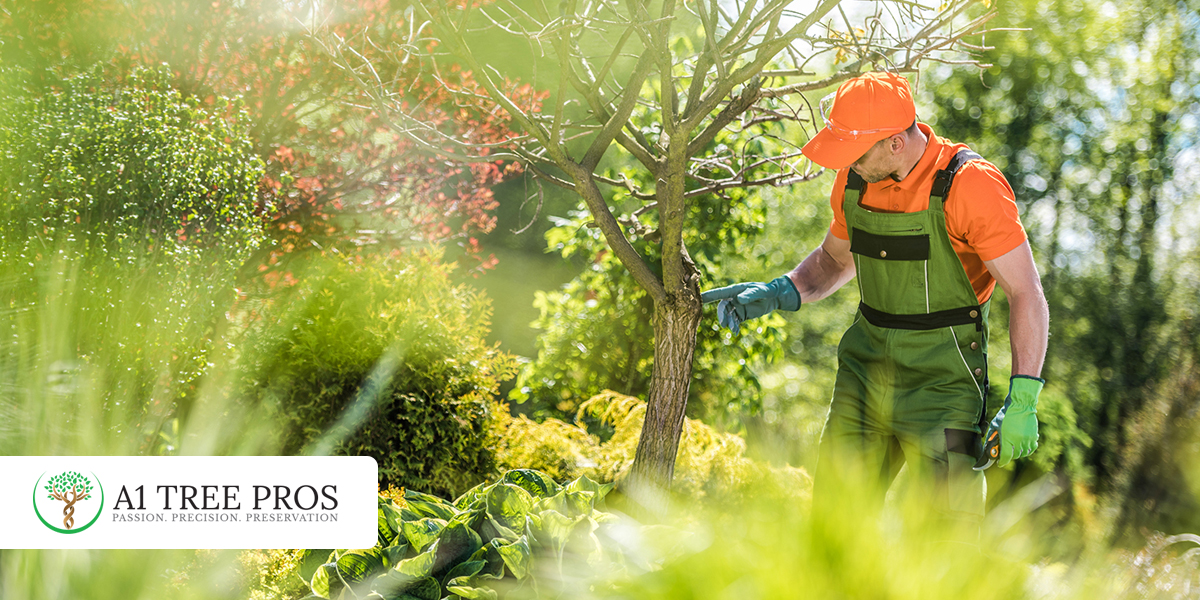 The Hidden Impact of Environmental Stress on Trees and Shrubs in Frederick and Potomac