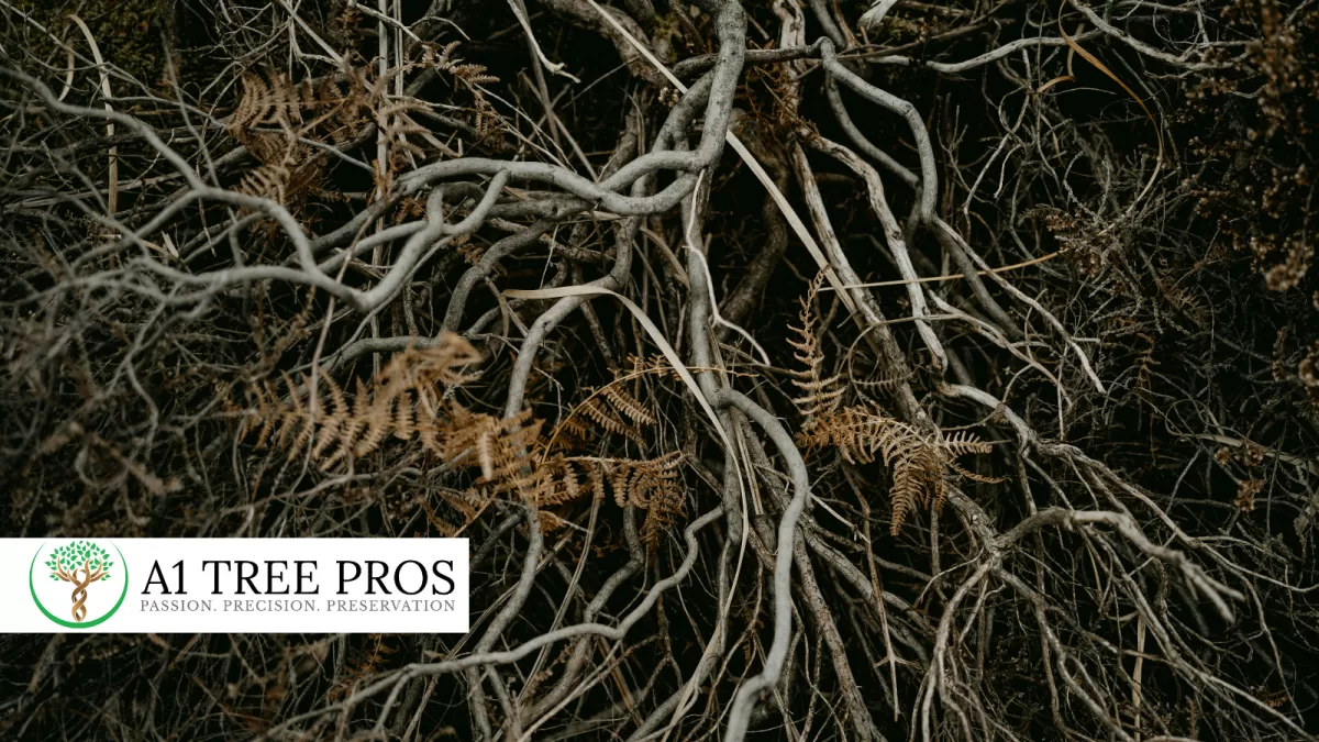 Below Ground is Where Tree Root Health Matters Most