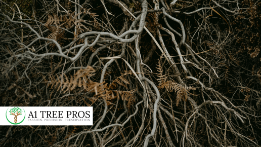 Tree Root Health