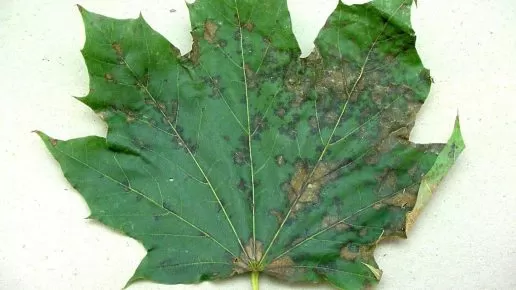 Anthracnose-in-Central-Maryland.jpg