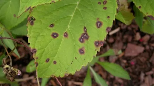 Leaf Spot in Central Maryland 