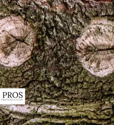 Fungals Diseases and Insect Infestations in Potomac Md