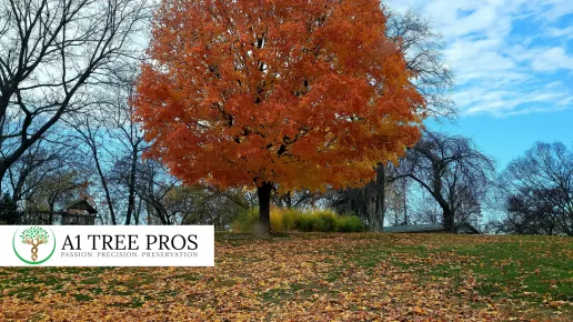 Why Fall Tree Stress Often Goes Unnoticed 