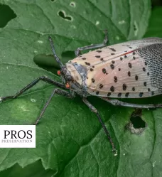 Spotted LanternFly in Frederick Md.