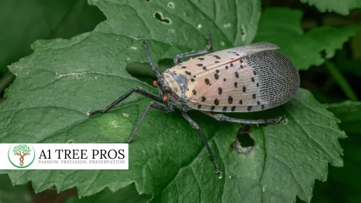 Common Insect Pests in Central Maryland Trees