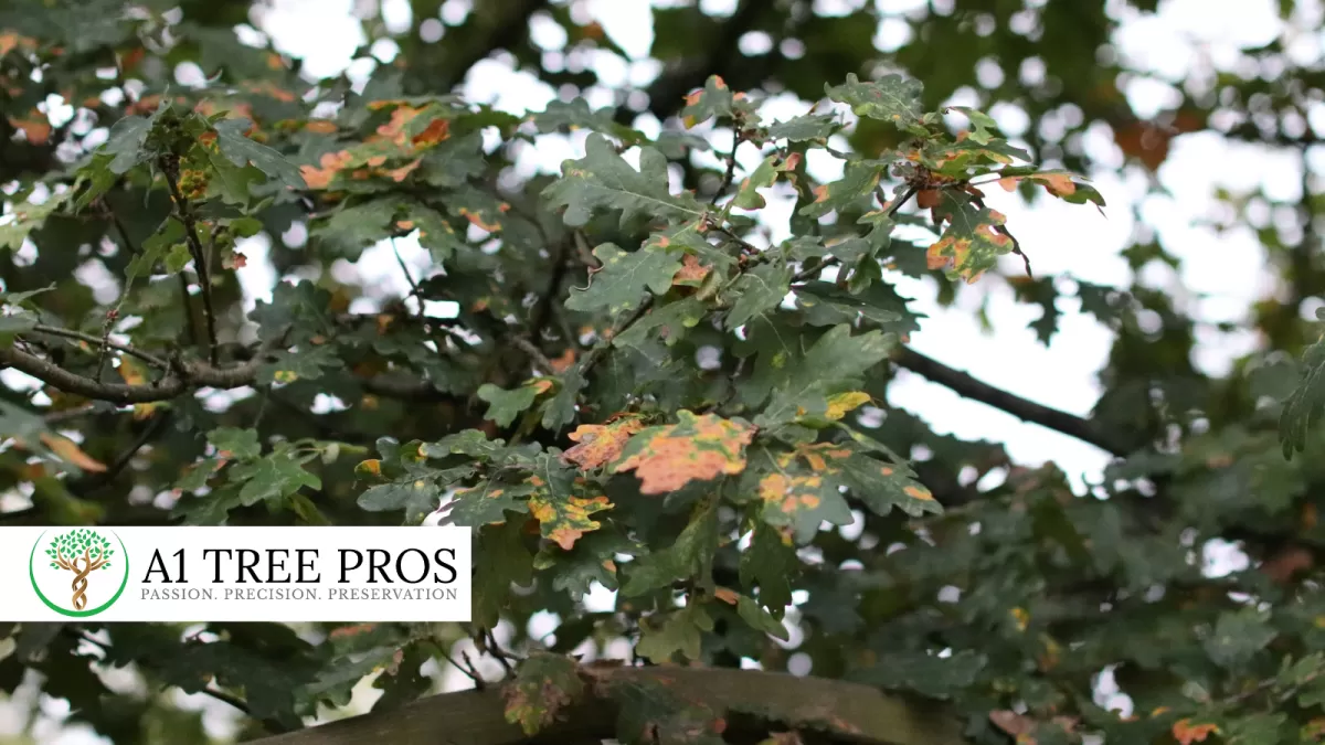 Common Fungal Diseases in Central Maryland Shrubs