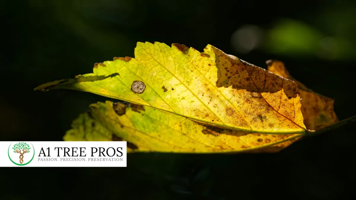 Common Fungal Diseases in Central Maryland Trees