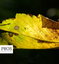Common Tree Fungus in Central Maryland Trees.