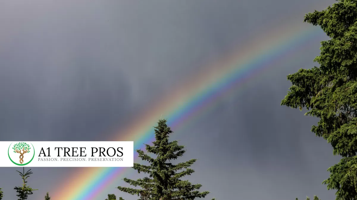 Why Rain Alone Doesn’t Fix Spring Tree Stress