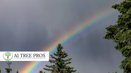 Why Rain Alone Doesn’t Fix Spring Tree Stress