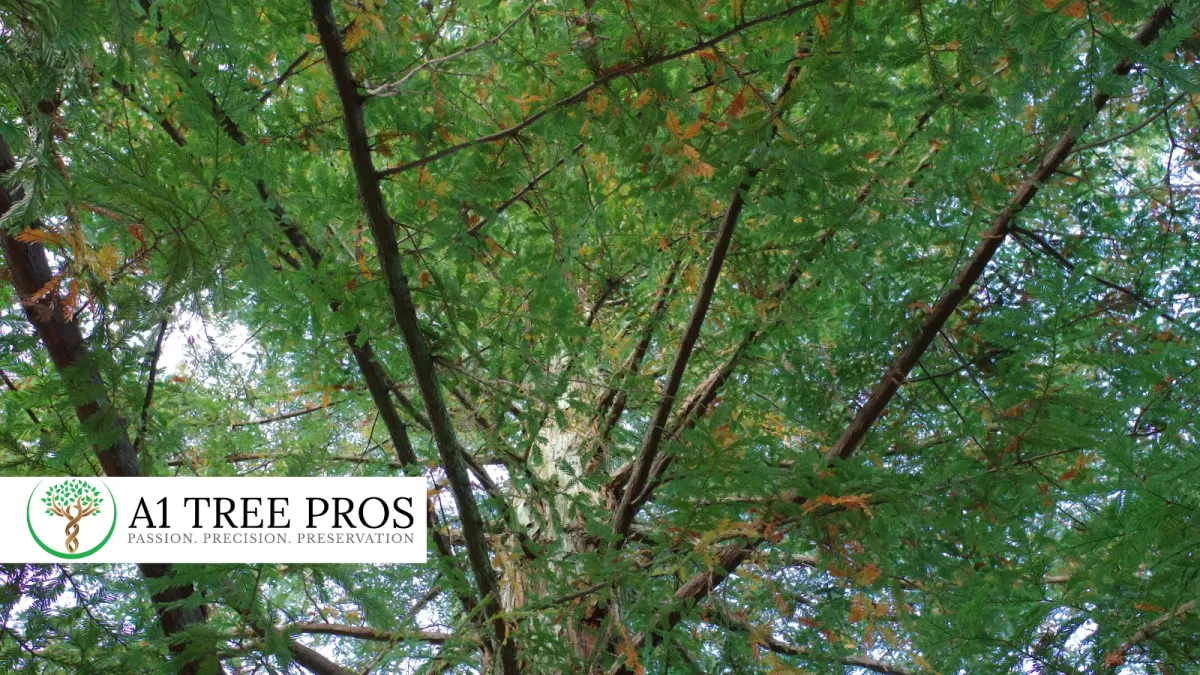 Common Tree Problems in Frederick, Maryland