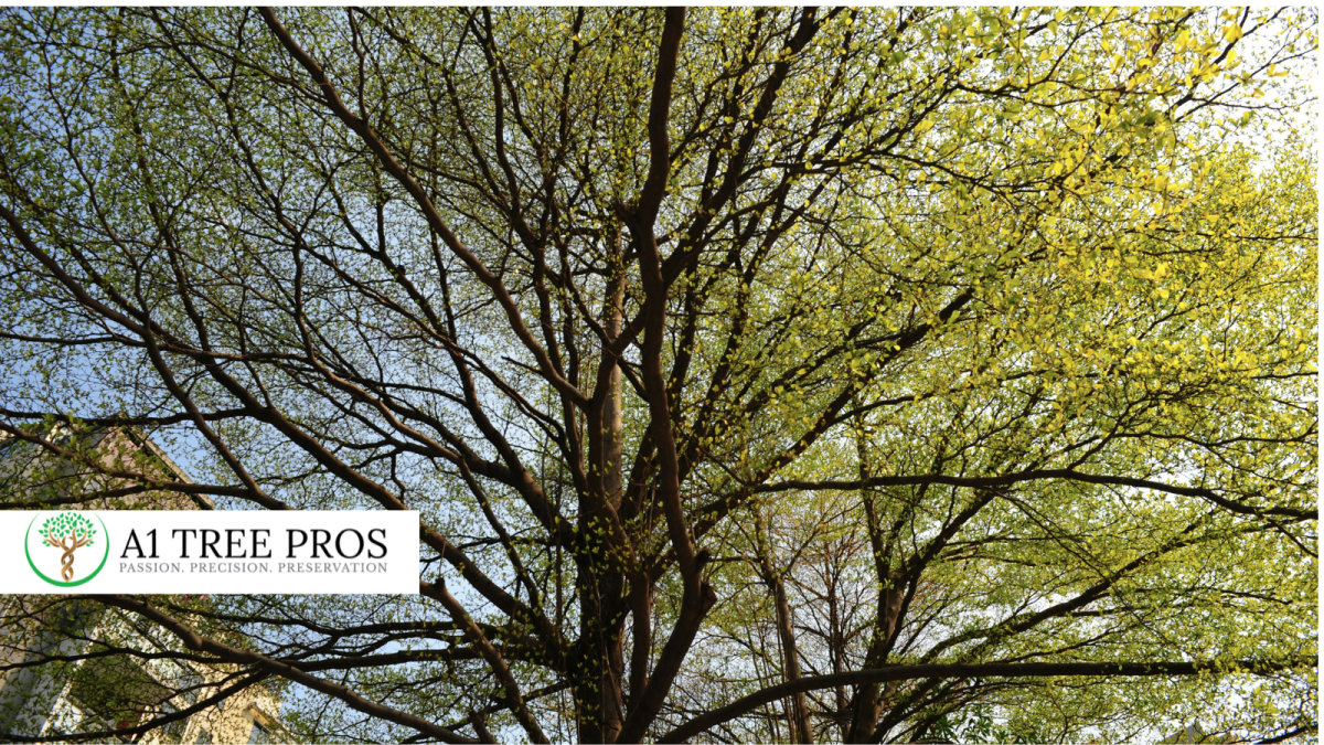 Why Spring Tree Stress is More Common Than You Think