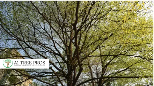 Why Spring Tree Stress is More Common Than You Think