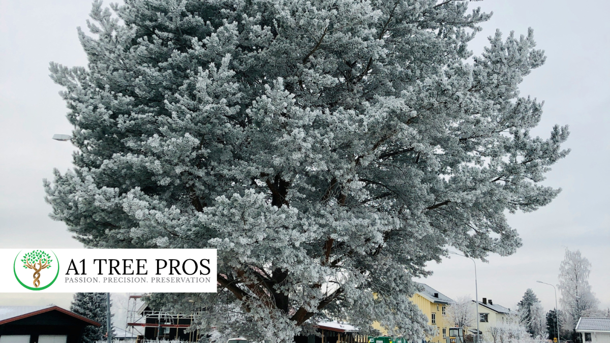 How Winter Tree Stress Quietly Damages Tree Roots