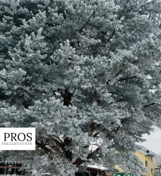 winter tree stress in Md