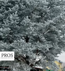 winter tree stress in Md