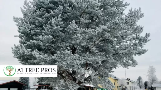 How Winter Tree Stress Quietly Damages Tree Roots