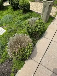 Boxwood Blight in Central Maryland 