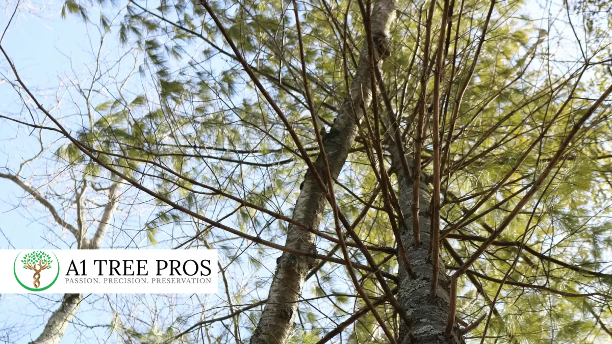 Why Waiting for Visible Tree Symptoms Is Already Too Late